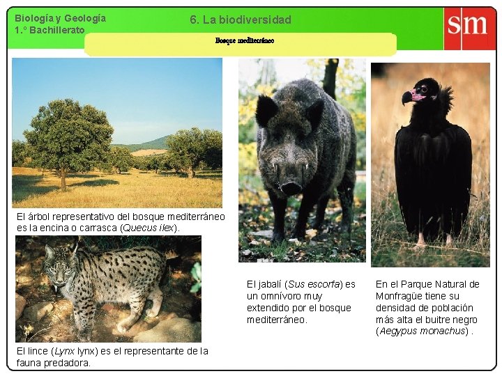 Biología y Geología 1. º Bachillerato 6. La biodiversidad Bosque mediterráneo El árbol representativo Biología y Geología 1. º Bachillerato 6. La biodiversidad Bosque mediterráneo El árbol representativo