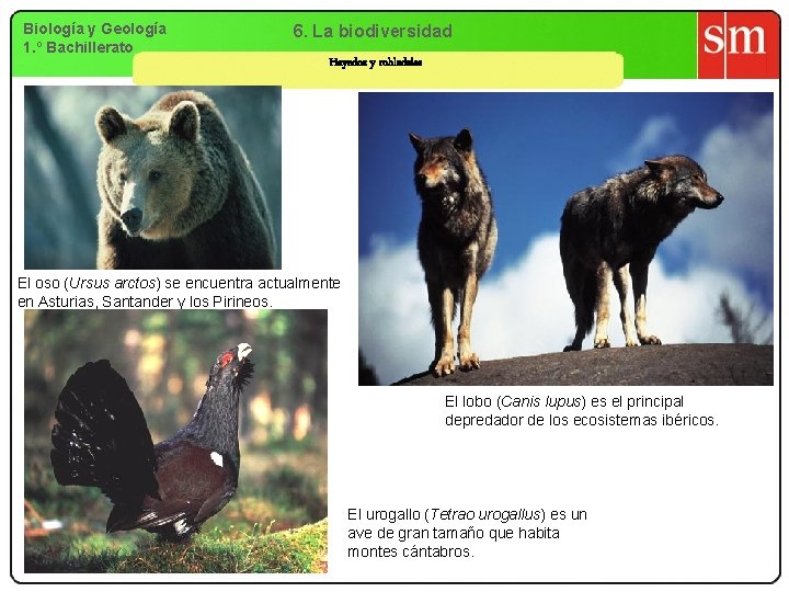 Biología y Geología 1. º Bachillerato 6. La biodiversidad Hayedos y robledales El oso