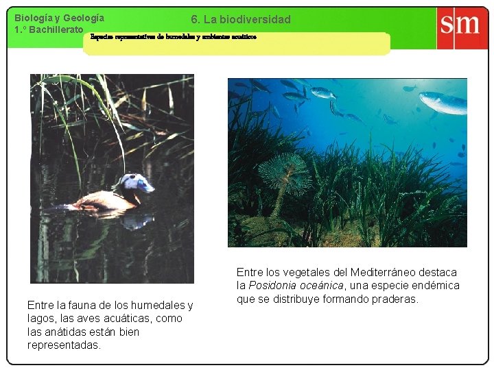 Biología y Geología 6. La biodiversidad 1. º Bachillerato Especies representativas de humedales y