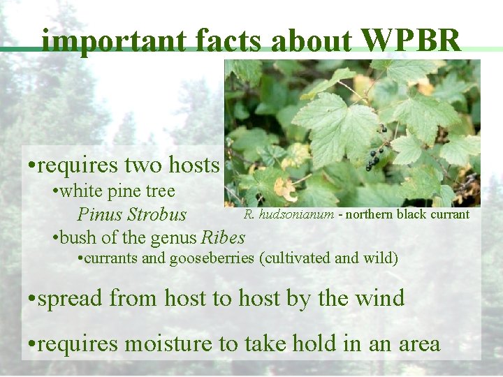 important facts about WPBR • requires two hosts • white pine tree R. hudsonianum