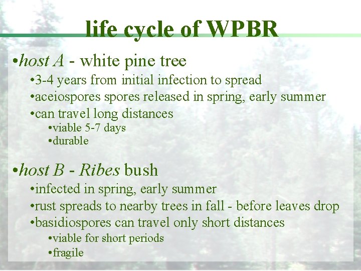 life cycle of WPBR • host A - white pine tree • 3 -4