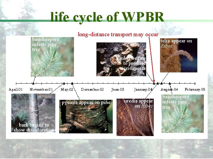 life cycle of WPBR basidiospore infects pine tree long-distance transport may occur telia appear