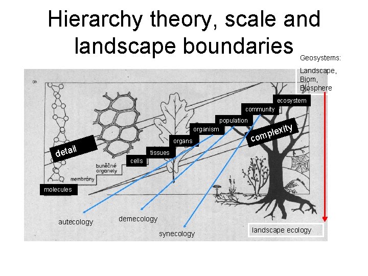 Hierarchy theory, scale and landscape boundaries Geosystems: Landscape, Biom, Biosphere ecosystem community population organism