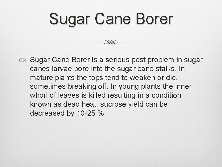 Sugar Cane Borer Is a serious pest problem in sugar canes larvae bore into