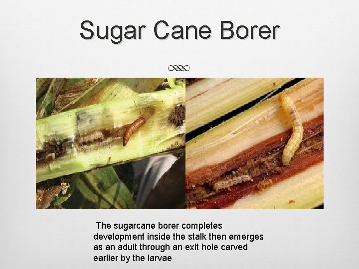 Sugar Cane Borer The sugarcane borer completes development inside the stalk then emerges as