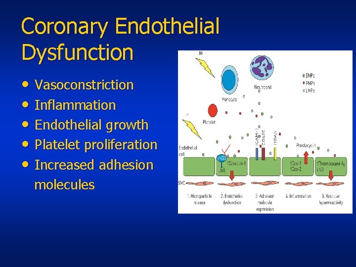 Coronary Endothelial Dysfunction • Vasoconstriction • Inflammation • Endothelial growth • Platelet proliferation •