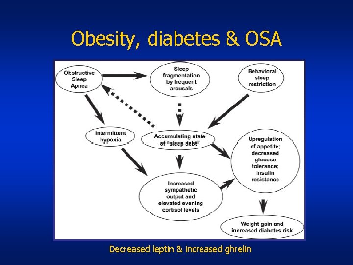 Obesity, diabetes & OSA Decreased leptin & increased ghrelin 