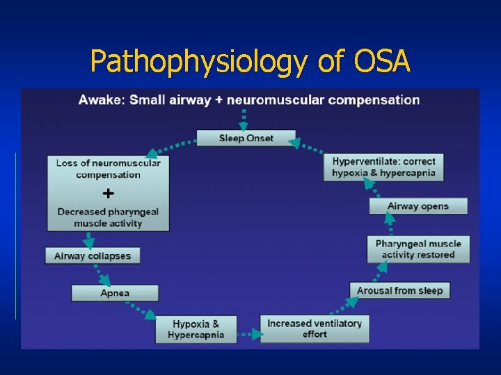 Pathophysiology of OSA 