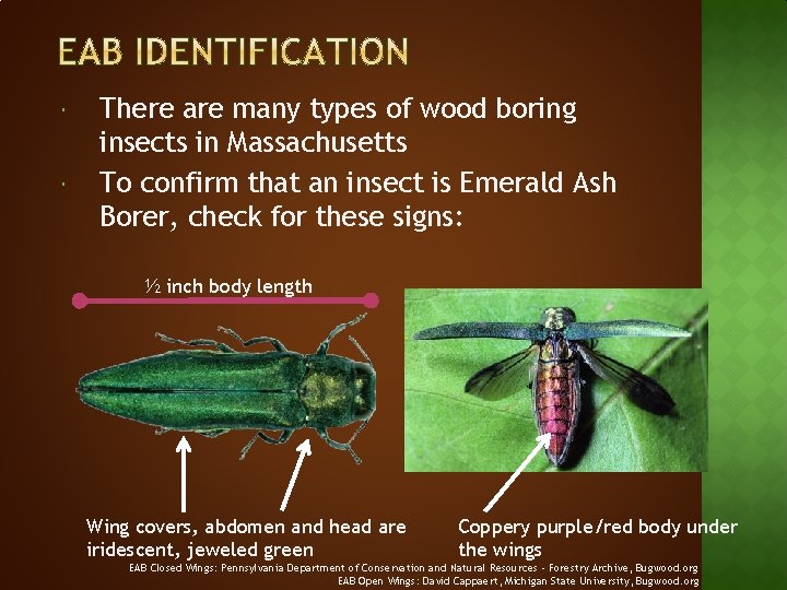  There are many types of wood boring insects in Massachusetts To confirm that