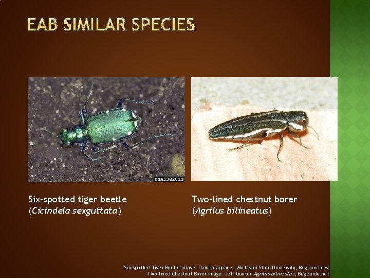 Six-spotted tiger beetle (Cicindela sexguttata) Two-lined chestnut borer (Agrilus bilineatus) Six-spotted Tiger Beetle image: