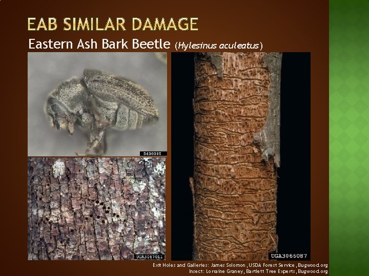 Eastern Ash Bark Beetle (Hylesinus aculeatus) Exit Holes and Galleries: James Solomon, USDA Forest