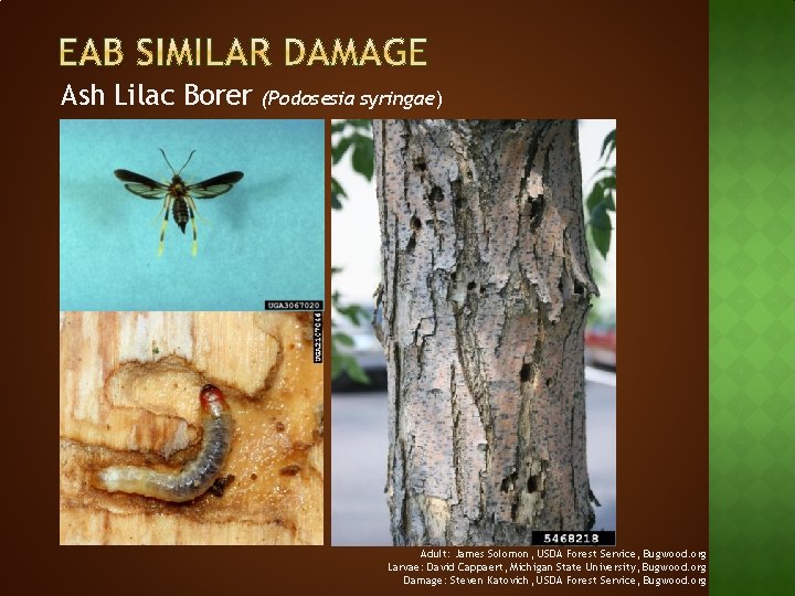 Ash Lilac Borer (Podosesia syringae) Adult: James Solomon, USDA Forest Service, Bugwood. org Larvae: