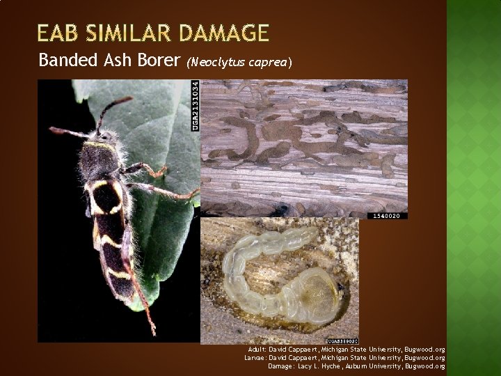 Banded Ash Borer (Neoclytus caprea) Adult: David Cappaert, Michigan State University, Bugwood. org Larvae: