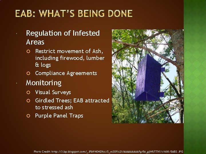 Regulation of Infested Areas Restrict movement of Ash, including firewood, lumber & logs