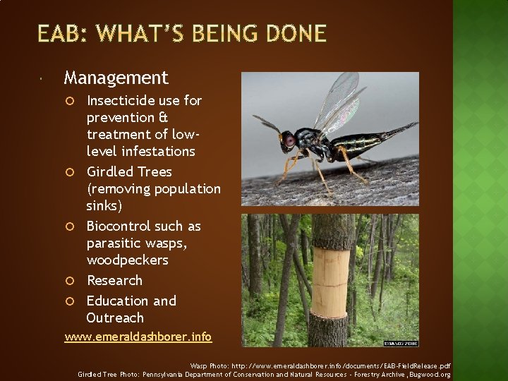  Management Insecticide use for prevention & treatment of lowlevel infestations Girdled Trees (removing