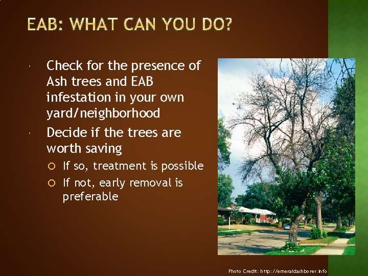  Check for the presence of Ash trees and EAB infestation in your own