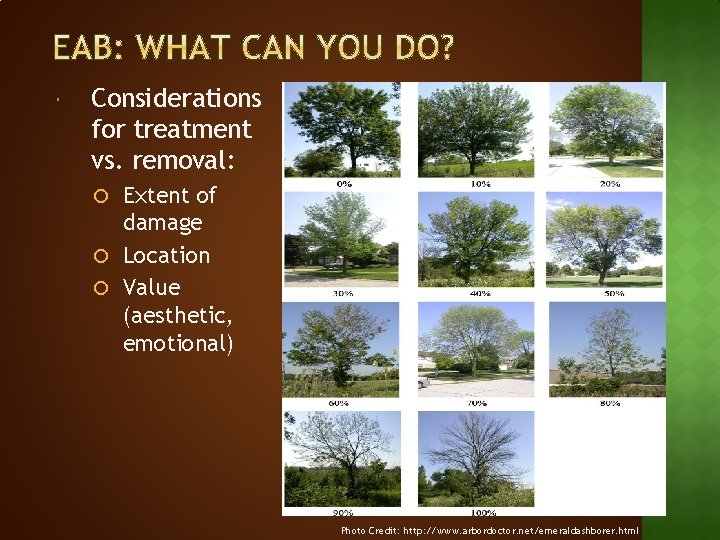  Considerations for treatment vs. removal: Extent of damage Location Value (aesthetic, emotional) Photo