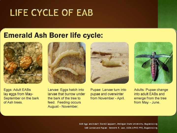 EAB Eggs and Adult: David Cappaert, Michigan State University, Bugwood. org EAB Larvae and