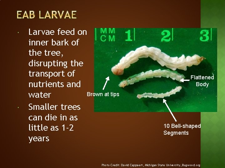  Larvae feed on inner bark of the tree, disrupting the transport of nutrients