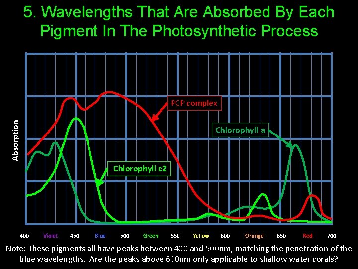 5. Wavelengths That Are Absorbed By Each Pigment In The Photosynthetic Process Absorption PCP
