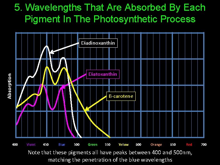 5. Wavelengths That Are Absorbed By Each Pigment In The Photosynthetic Process Diadinoxanthin Absorption