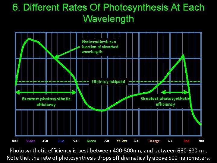 6. Different Rates Of Photosynthesis At Each Wavelength Photosynthesis as a function of absorbed