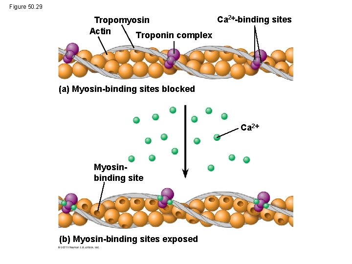 Figure 50. 29 Ca 2 -binding sites Tropomyosin Actin Troponin complex (a) Myosin-binding sites