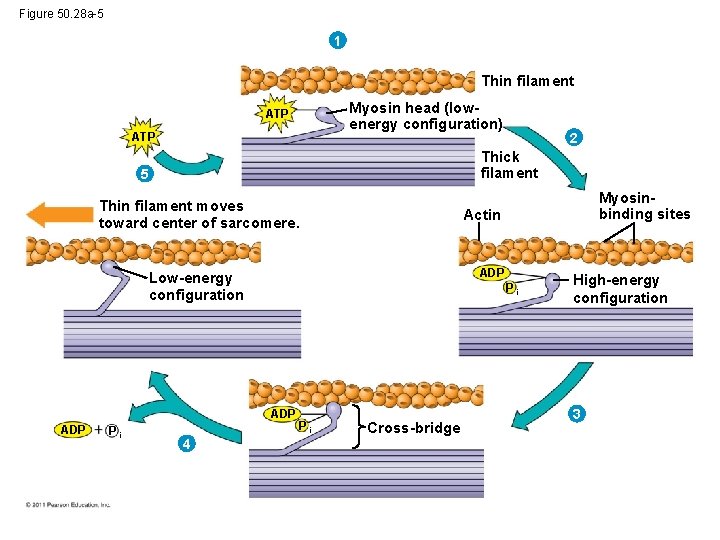 Figure 50. 28 a-5 1 Thin filament Myosin head (lowenergy configuration) ATP Thick filament