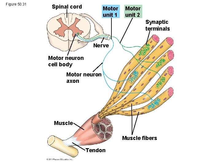 Figure 50. 31 Spinal cord Motor unit 1 Motor unit 2 Synaptic terminals Nerve