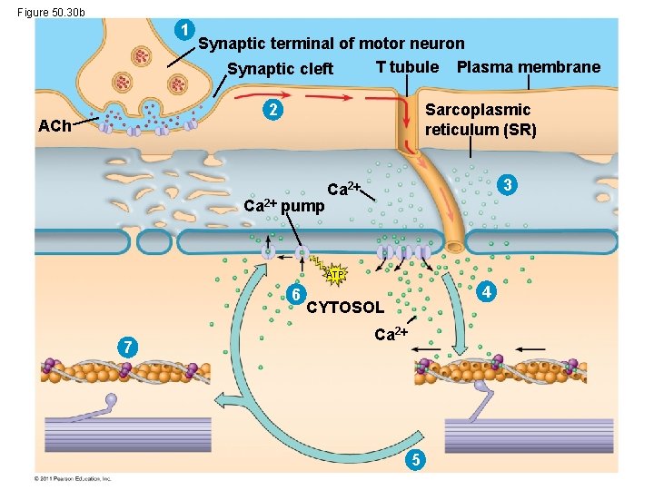 Figure 50. 30 b 1 Synaptic terminal of motor neuron T tubule Plasma membrane