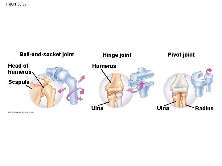 Figure 50. 37 Ball-and-socket joint Head of humerus Hinge joint Pivot joint Humerus Scapula