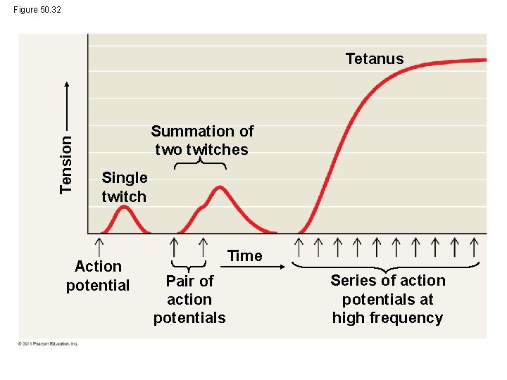 Figure 50. 32 Tension Tetanus Summation of two twitches Single twitch Action potential Time