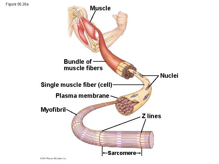 Figure 50. 26 a Muscle Bundle of muscle fibers Nuclei Single muscle fiber (cell)