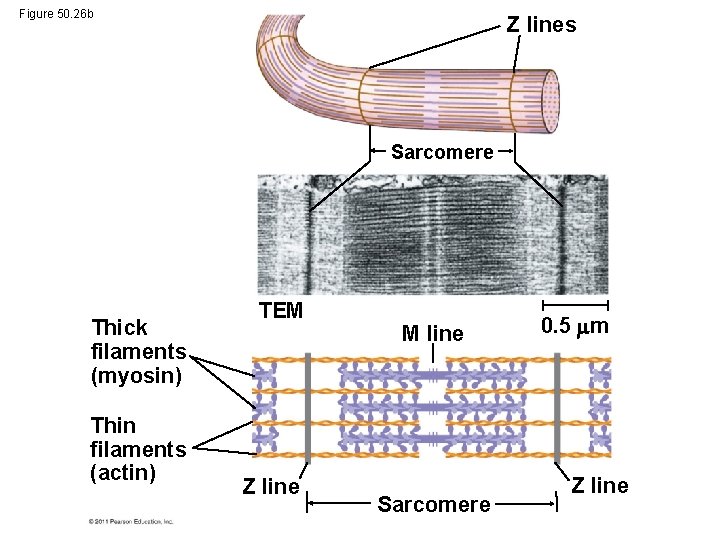 Figure 50. 26 b Z lines Sarcomere Thick filaments (myosin) Thin filaments (actin) TEM