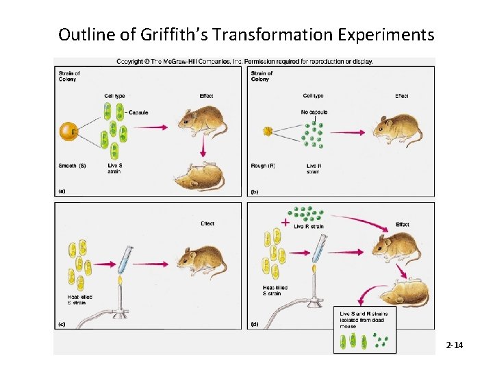 Outline of Griffith’s Transformation Experiments 2 -14 