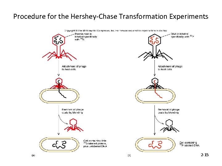 Procedure for the Hershey-Chase Transformation Experiments 2 -15 
