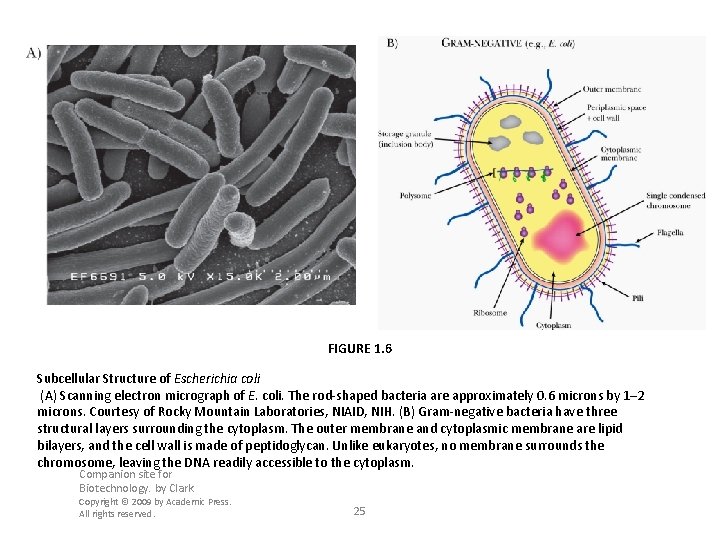 FIGURE 1. 6 Subcellular Structure of Escherichia coli (A) Scanning electron micrograph of E.