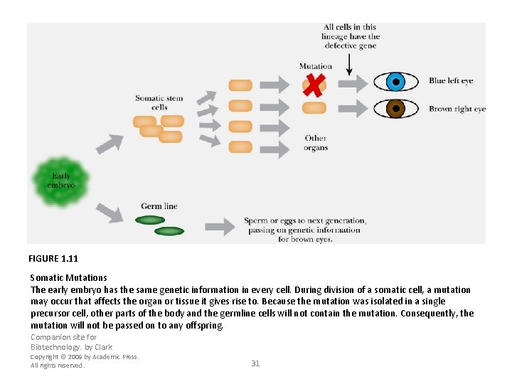 FIGURE 1. 11 Somatic Mutations The early embryo has the same genetic information in