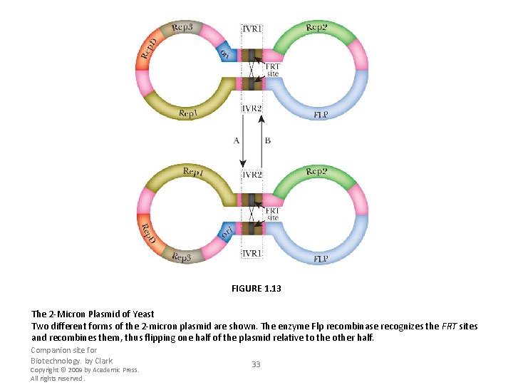 FIGURE 1. 13 The 2 -Micron Plasmid of Yeast Two different forms of the
