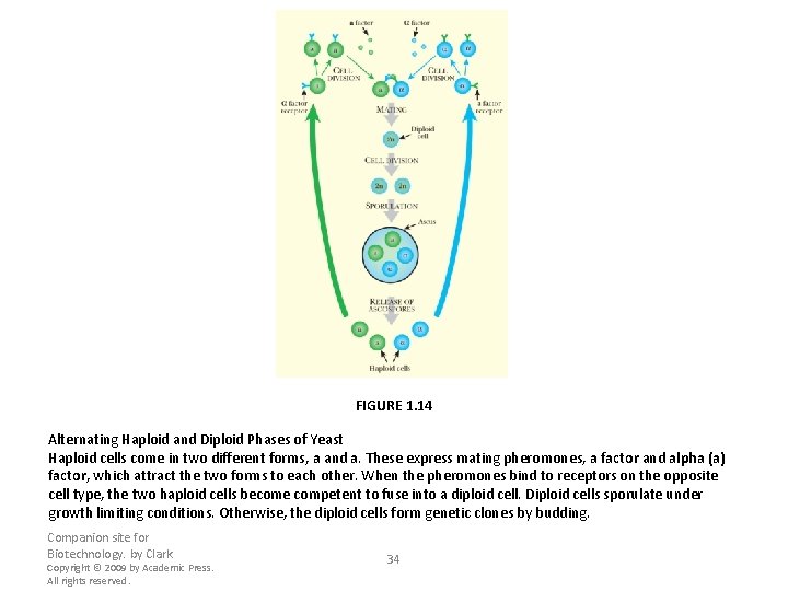 FIGURE 1. 14 Alternating Haploid and Diploid Phases of Yeast Haploid cells come in