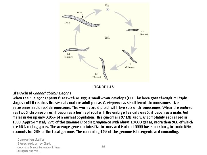 FIGURE 1. 16 Life Cycle of Caenorhabditis elegans When the C. elegans sperm fuses