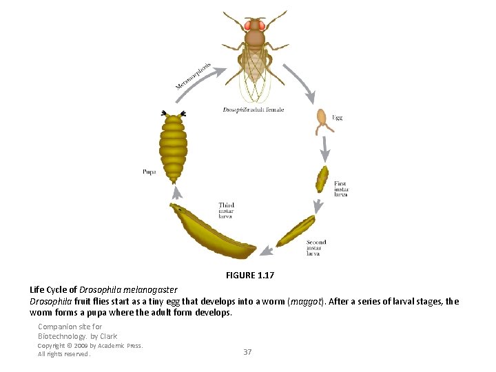 FIGURE 1. 17 Life Cycle of Drosophila melanogaster Drosophila fruit flies start as a
