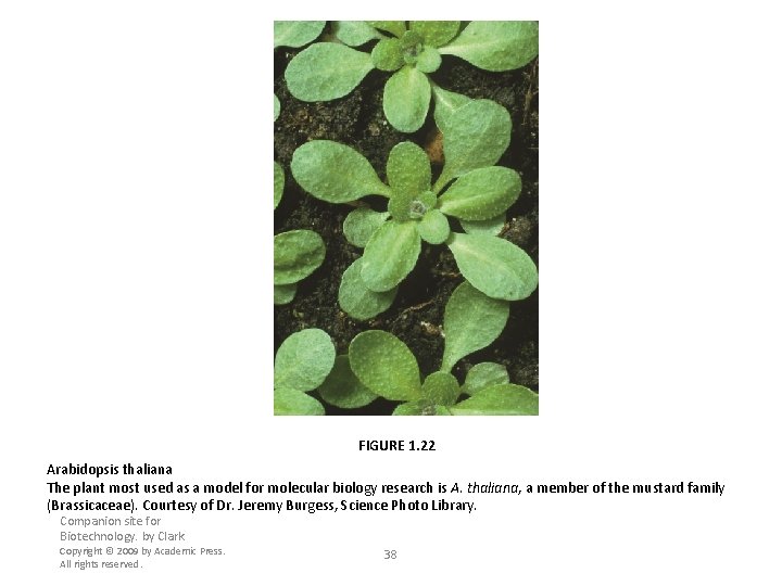 FIGURE 1. 22 Arabidopsis thaliana The plant most used as a model for molecular