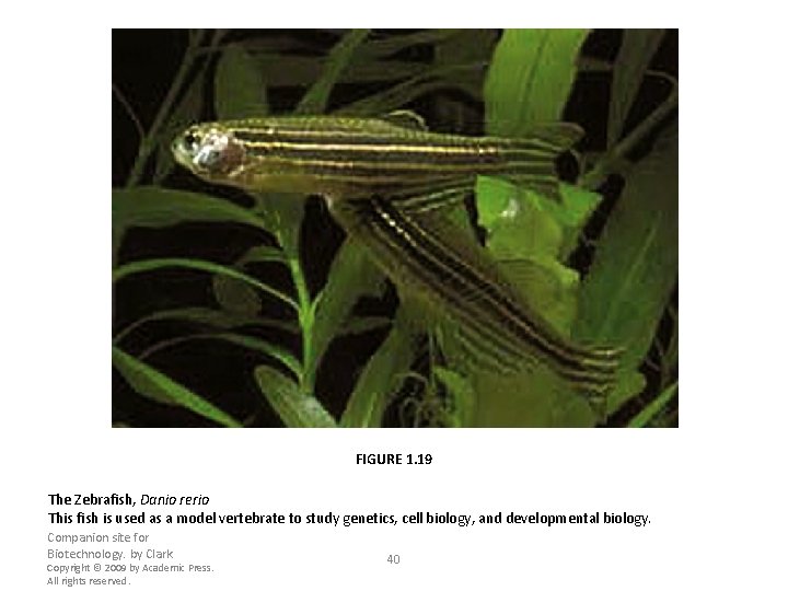 FIGURE 1. 19 The Zebrafish, Danio rerio This fish is used as a model