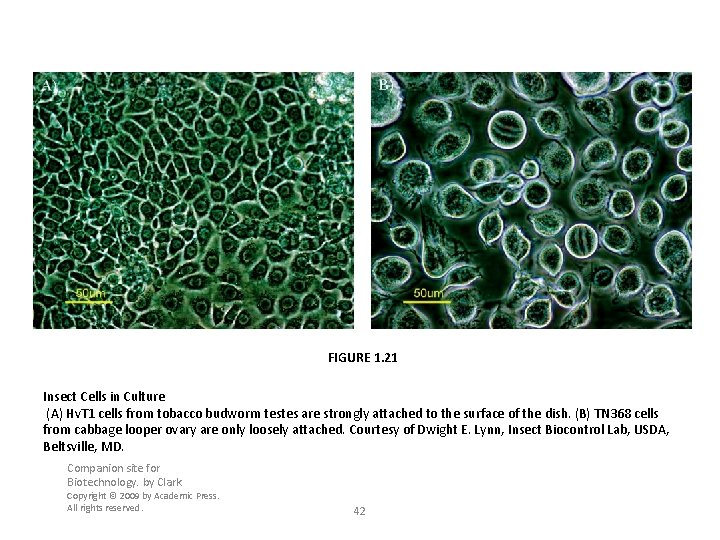 FIGURE 1. 21 Insect Cells in Culture (A) Hv. T 1 cells from tobacco