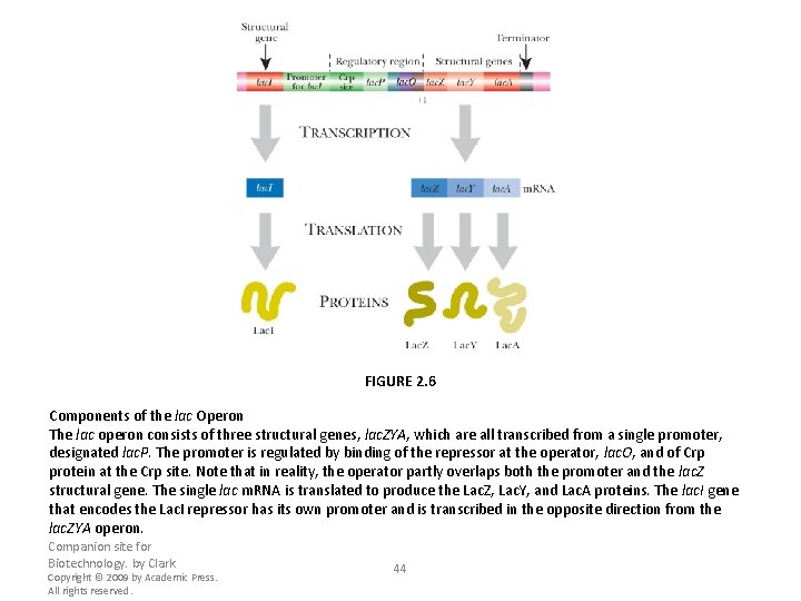FIGURE 2. 6 Components of the lac Operon The lac operon consists of three