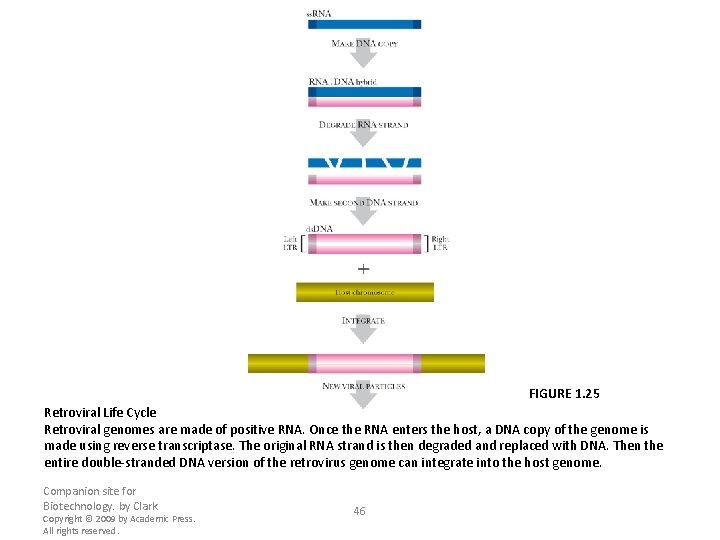 FIGURE 1. 25 Retroviral Life Cycle Retroviral genomes are made of positive RNA. Once