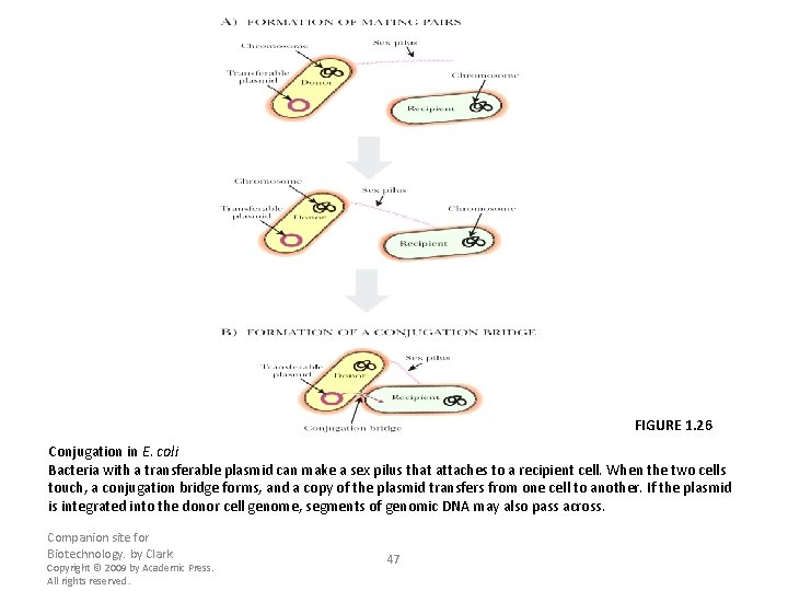 FIGURE 1. 26 Conjugation in E. coli Bacteria with a transferable plasmid can make