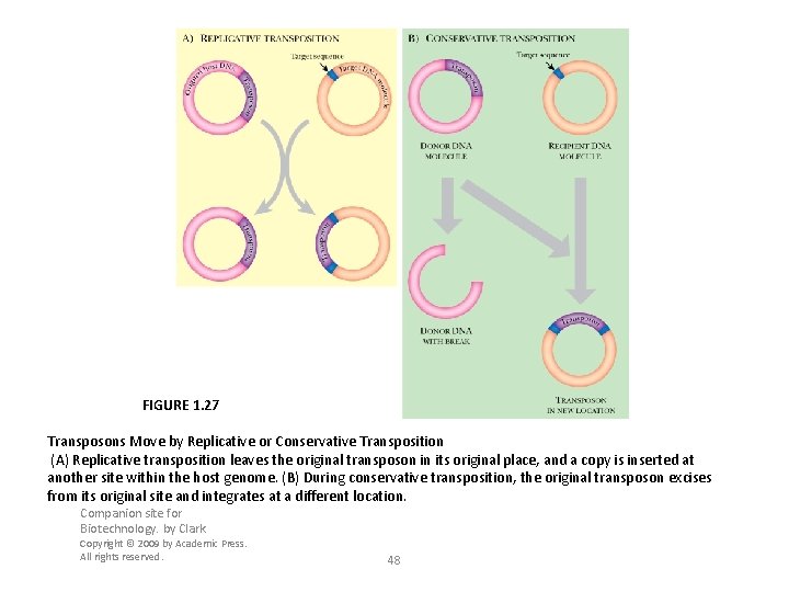 FIGURE 1. 27 Transposons Move by Replicative or Conservative Transposition (A) Replicative transposition leaves