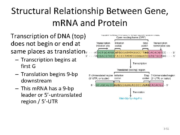 Structural Relationship Between Gene, m. RNA and Protein Transcription of DNA (top) does not